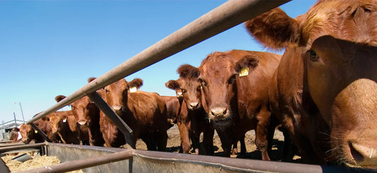 Tips for Preventing Bovine Respiratory Disease (BRD)