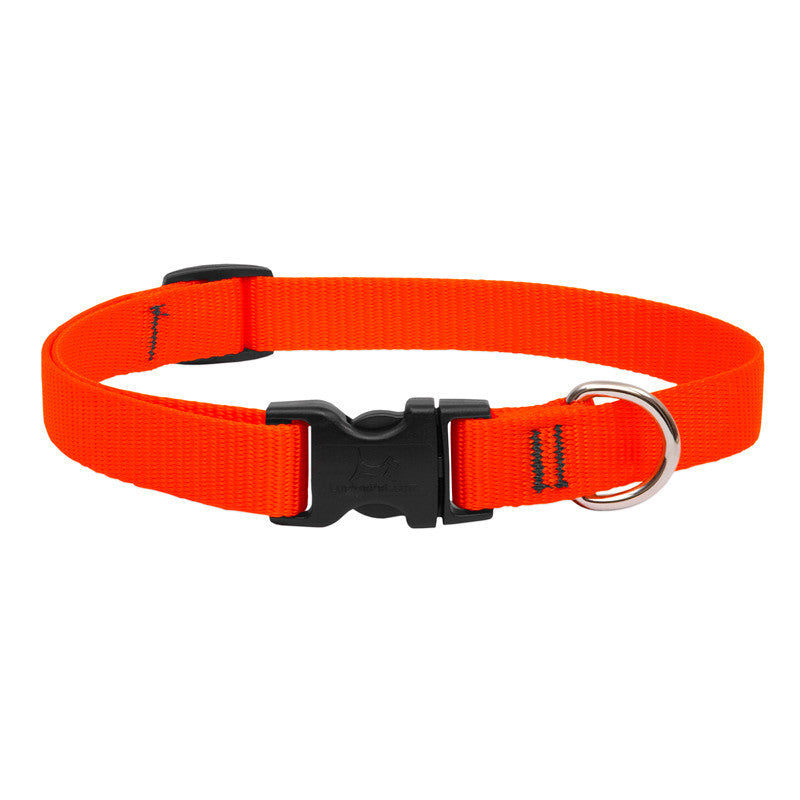 Lupine Collars & Leashes - 3/4"