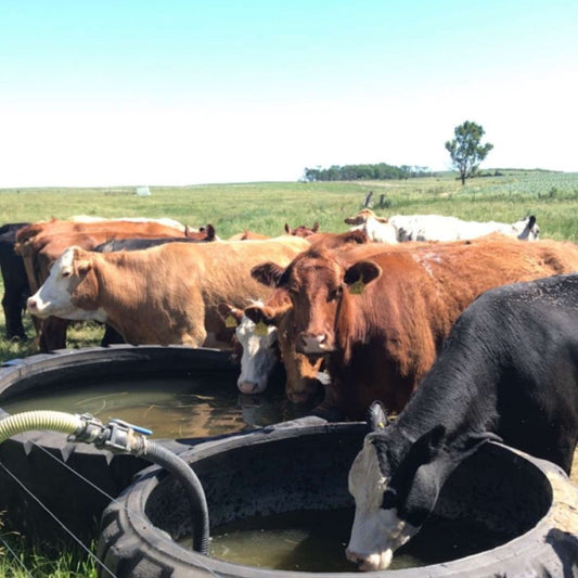 Beating Summer Heat: Practical Tips to Keep Livestock Comfortable and Performing