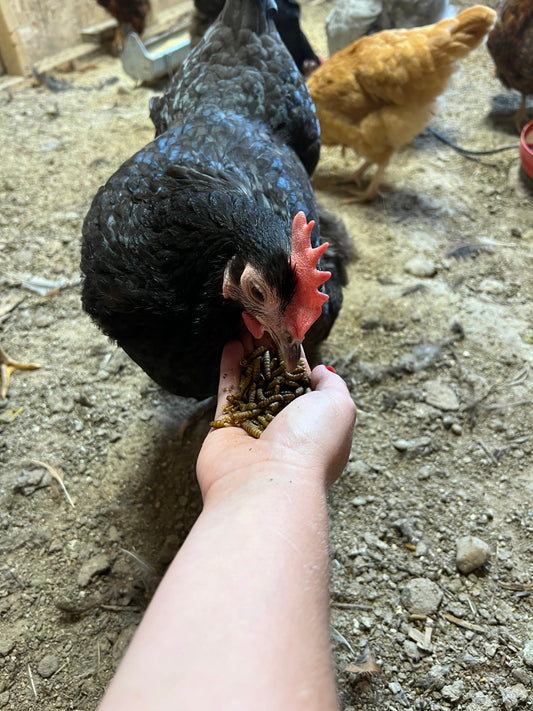 Tips for Healthy Chickens
