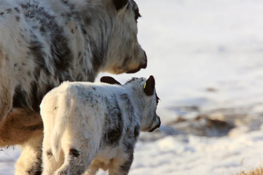 The First Few Hours of Calving are Critical: Winter Calving