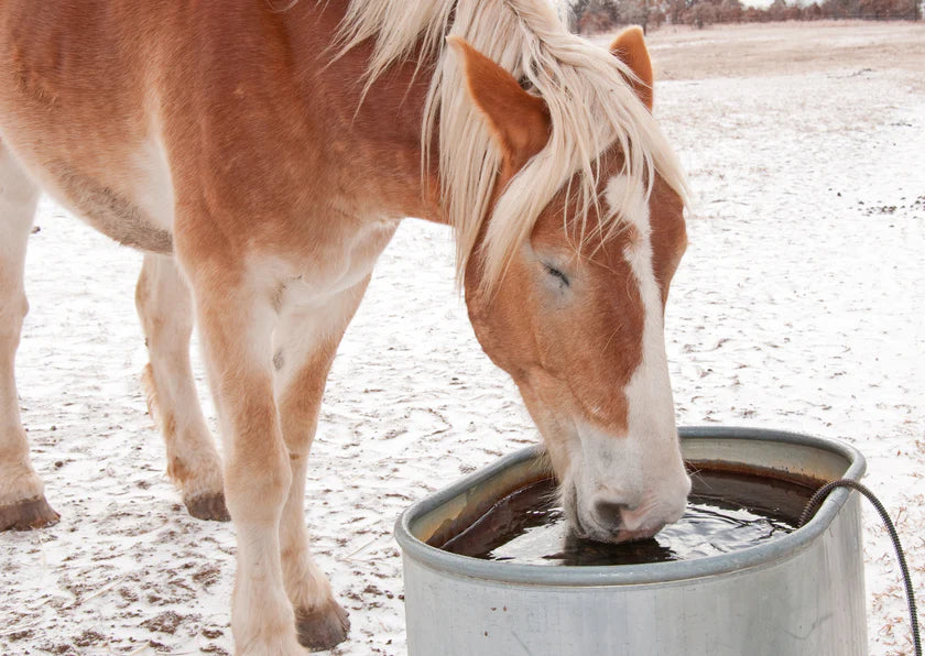 Keeping Animals Watered in Winter