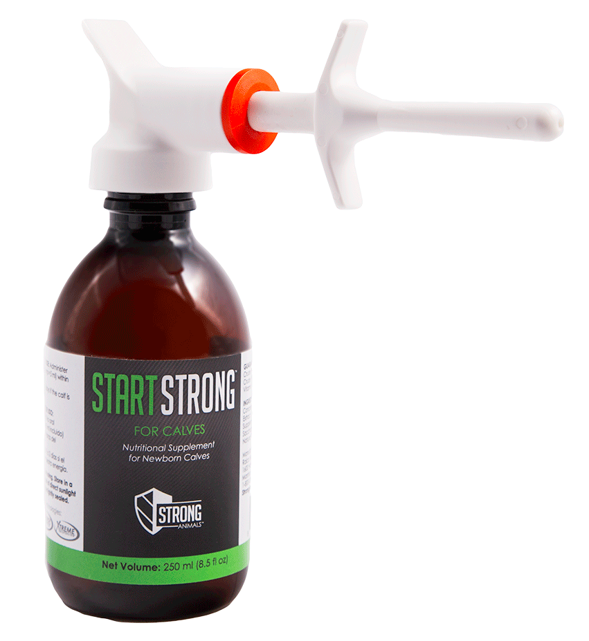 Start Strong for Calves