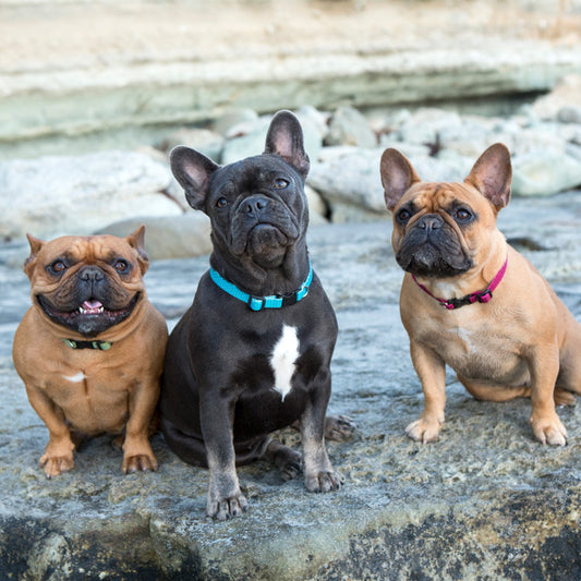 Lupine Collars & Leashes - 3/4"
