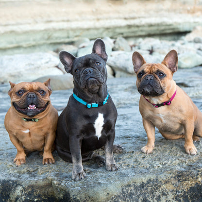 Lupine Collars & Leashes - 1/2"