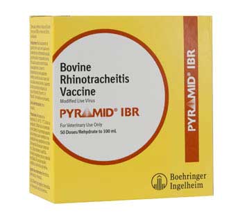 Pyramid IBR 50 Dose