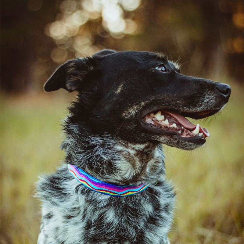 Lupine Collars & Leashes - 1"